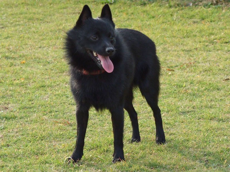 Schipperke – The Small Dog With A Sheepdog Mentality (image credits: wikimedia)