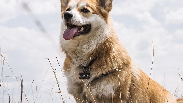 10 Small Dog Breeds For Those Who Like Big Dogs