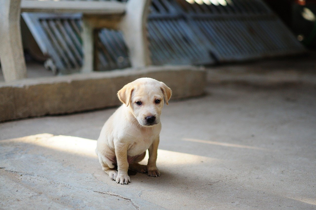 Leaving Puppies Alone Too Long for Their Age (image credits: pixabay)