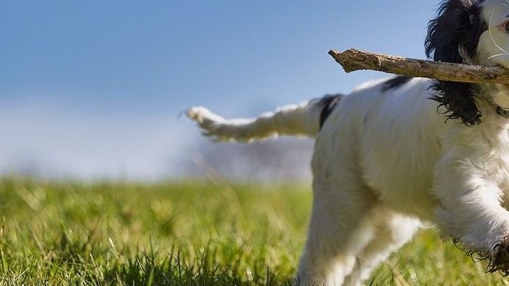 10 Common Mistakes You Make When Leaving Your Puppy Home Alone