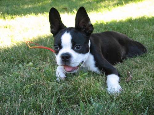 Boston Terrier (image credits: wikimedia)