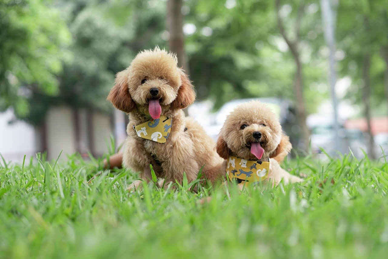 Toy Poodle (image credits: pixabay)