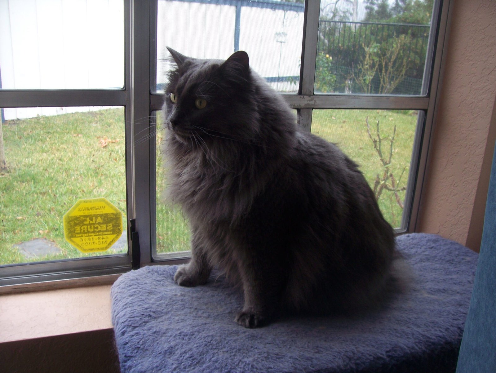 Add Elevated Window Perches for Prime Real Estate Views (image credits: wikimedia)