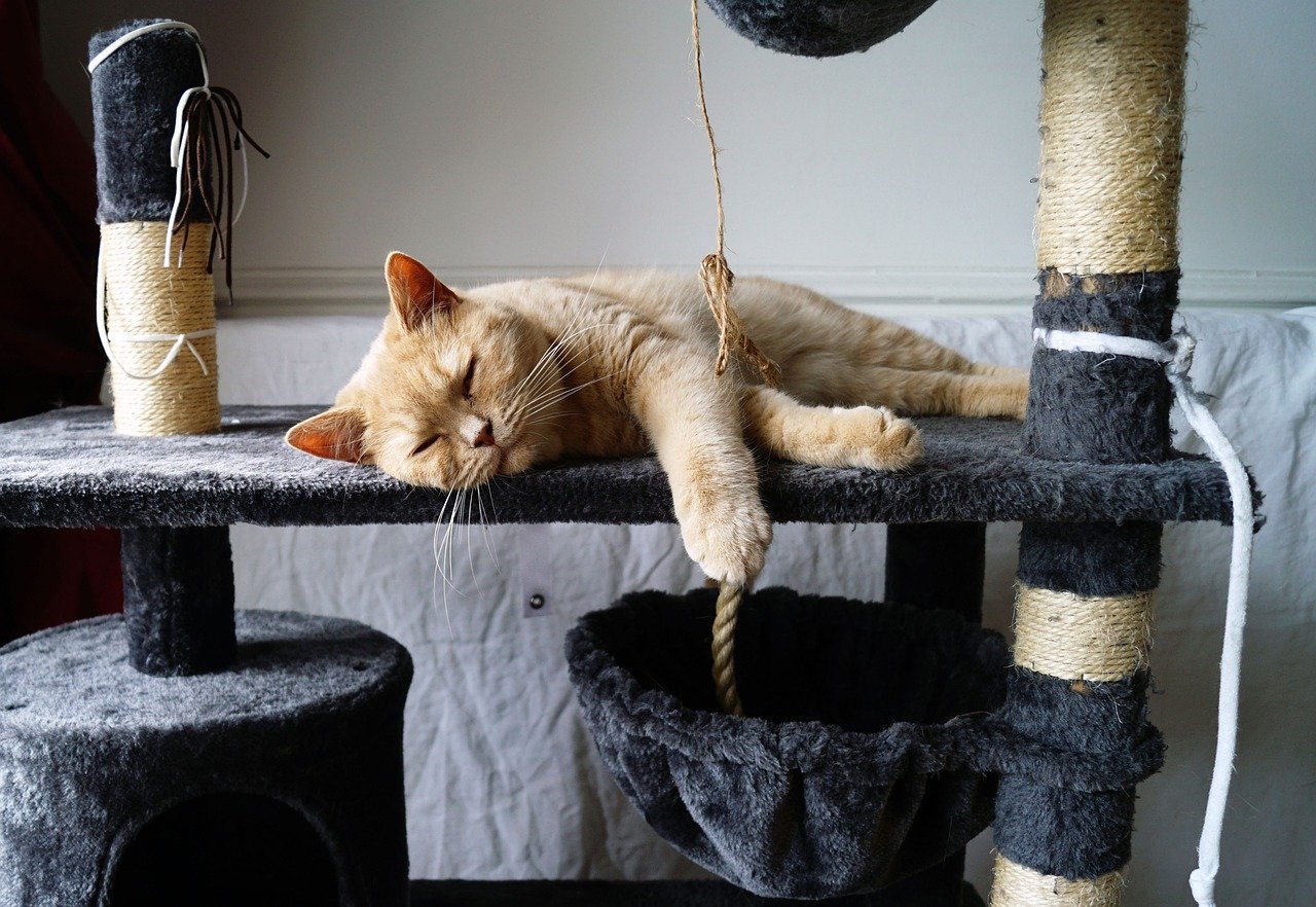 Install Tall Scratching Posts for Full-Body Stretches (image credits: pixabay)
