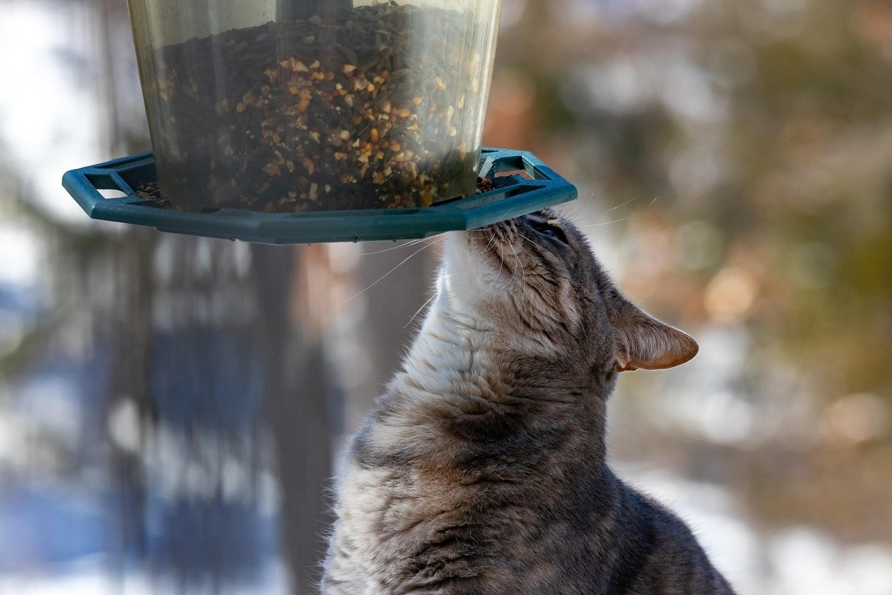 Introduce Puzzle Feeders to Stimulate Natural Hunting Instincts (image credits: pixabay)