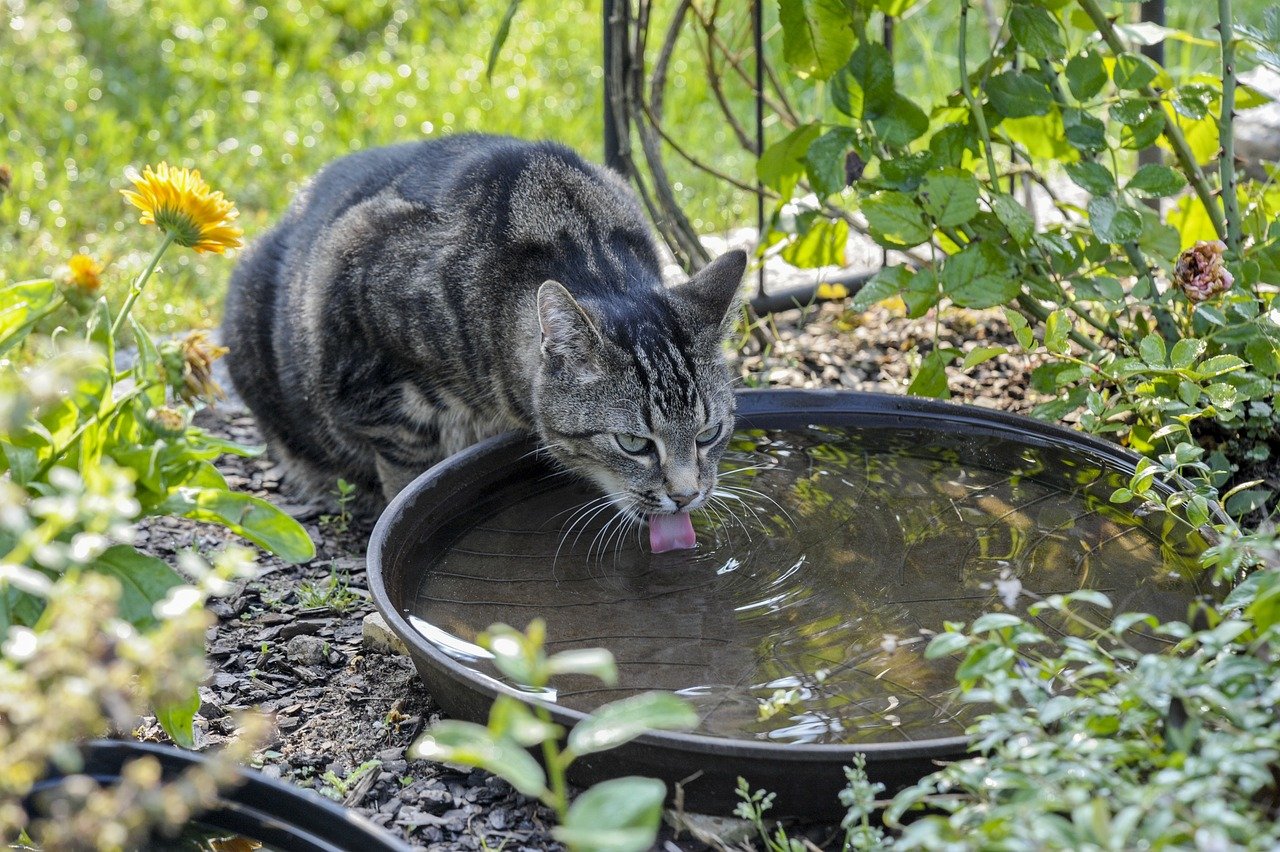 Add a Cat Water Fountain for Fresh, Moving Water (image credits: pixabay)