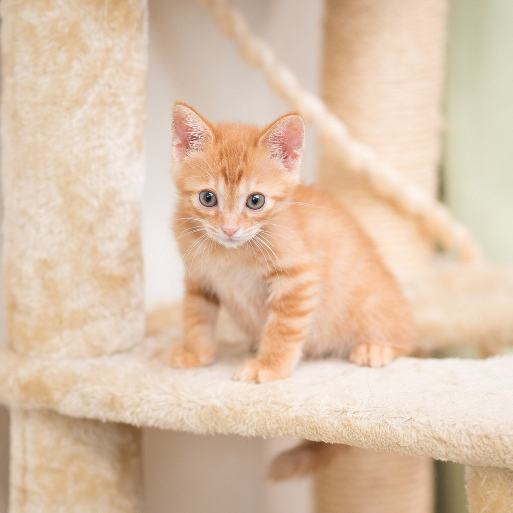 Establish Multiple Vertical Territory Levels Throughout Your Home (image credits: flickr)