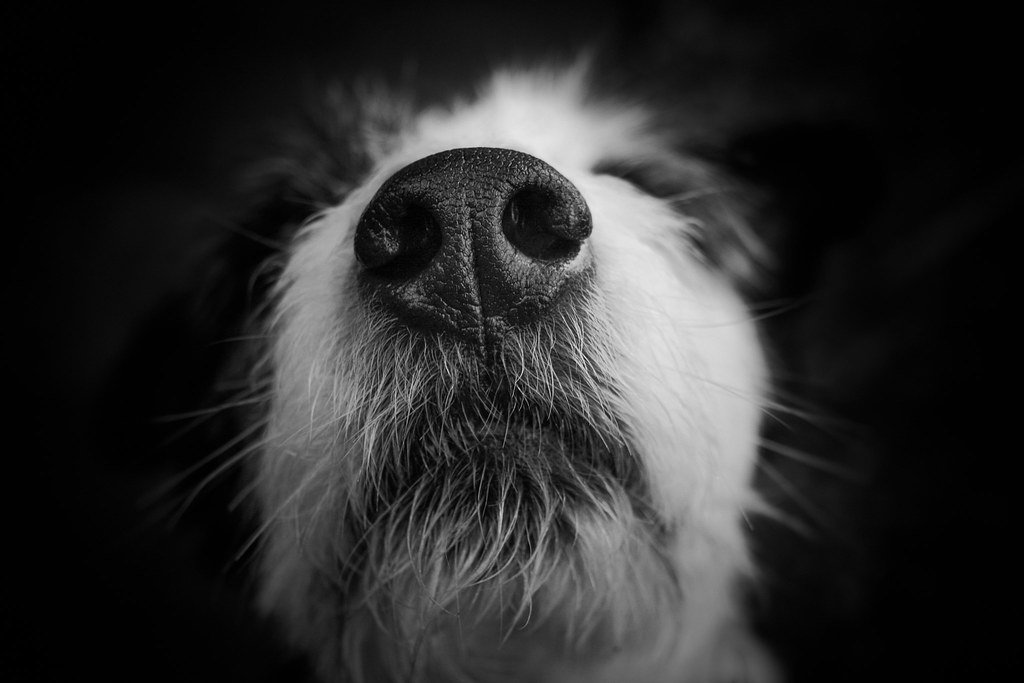 Your unique scent signature lives forever in their hearts (image credits: flickr)