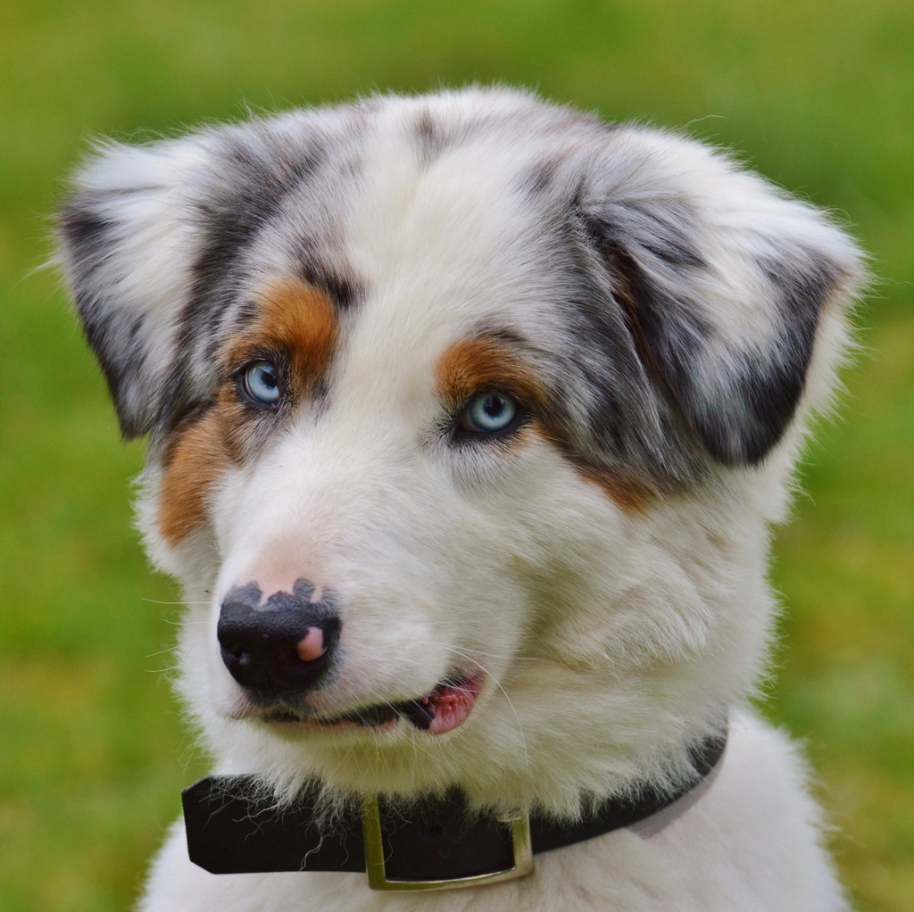 The eyes truly are windows to their soul (image credits: rawpixel)