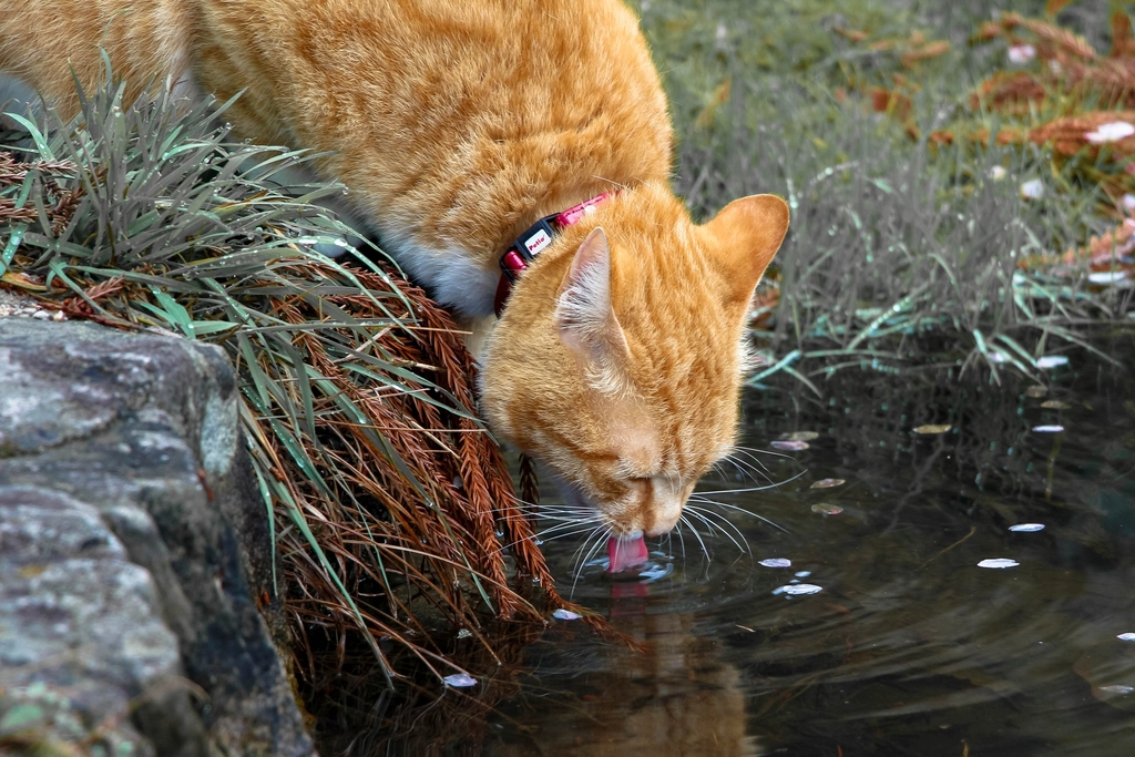 Add Water Features for Fresh Drinking and Entertainment (image credits: rawpixel)