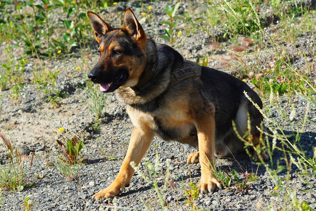 German Shepherd: The Ultimate Service Dog (image credits: rawpixel)