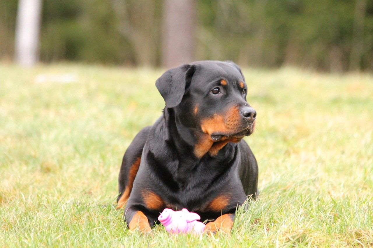 Rottweiler: The Gentle Giant with Ancient Roots (image credits: pixabay)