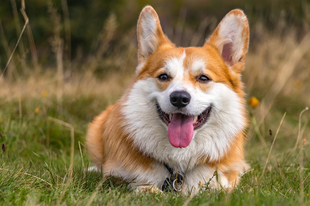 Pembroke Welsh Corgi: The Royal Herder (image credits: pixabay)