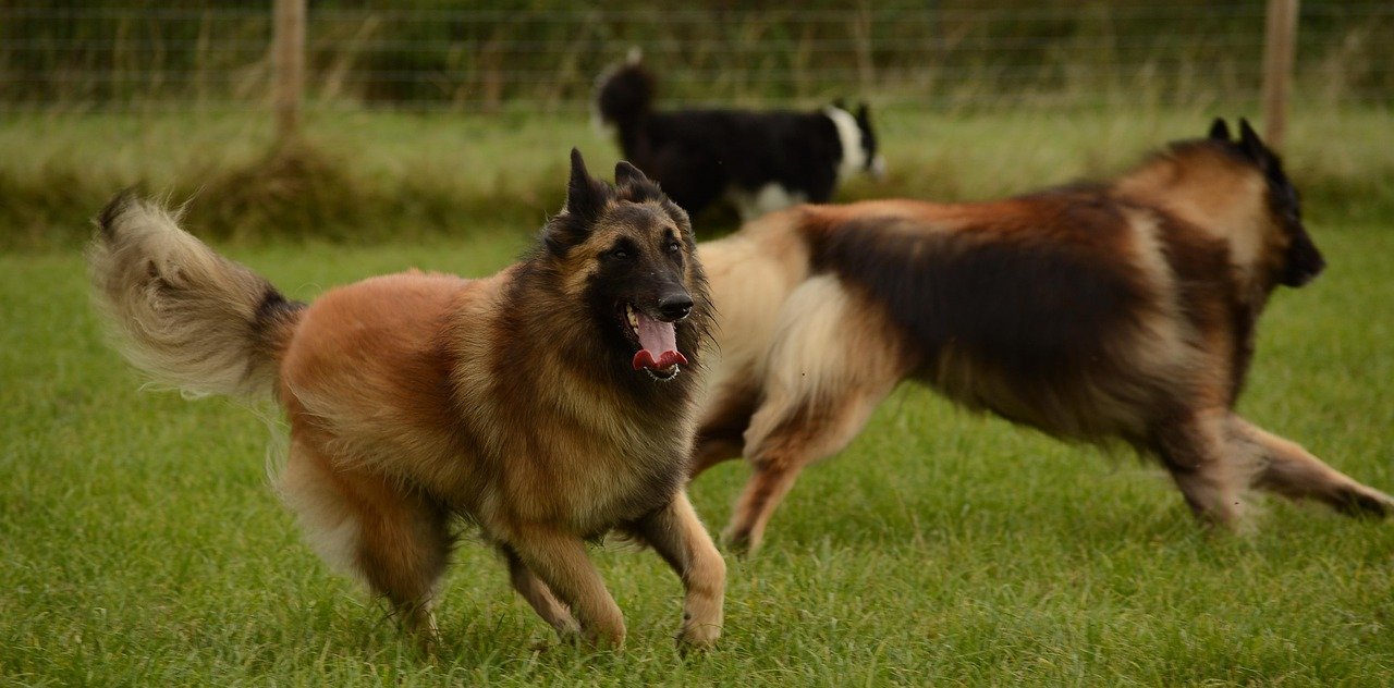Belgian Tervuren: The Elegant Worker (image credits: pixabay)