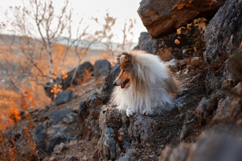 Collie: The Hollywood Hero