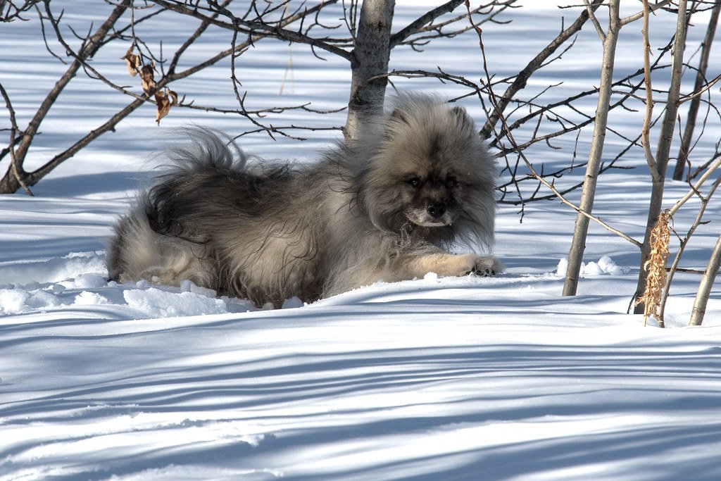 Keeshond: The Smiling Dutchman (image credits: flickr)