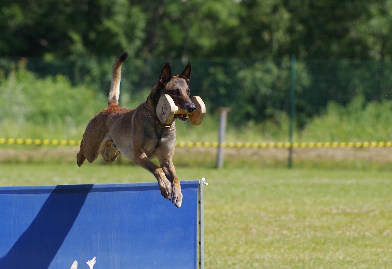 Belgian Malinois: The Elite Athlete (image credits: pixabay)