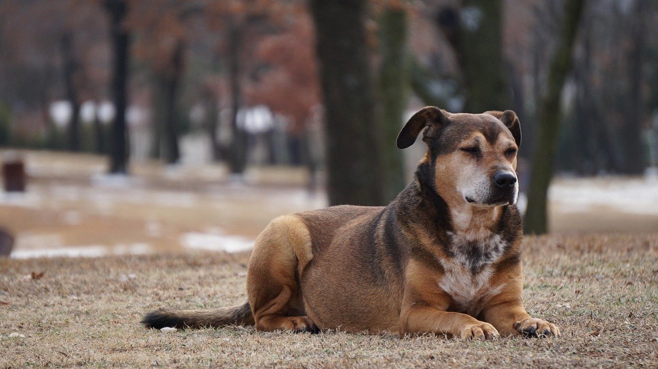 The Science Behind Canine Intelligence and Loyalty (image credits: pixabay)