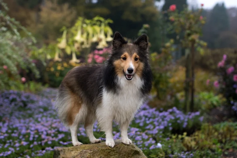 20 Dog Breeds That Make Intelligent Companions and Loyal Guardians