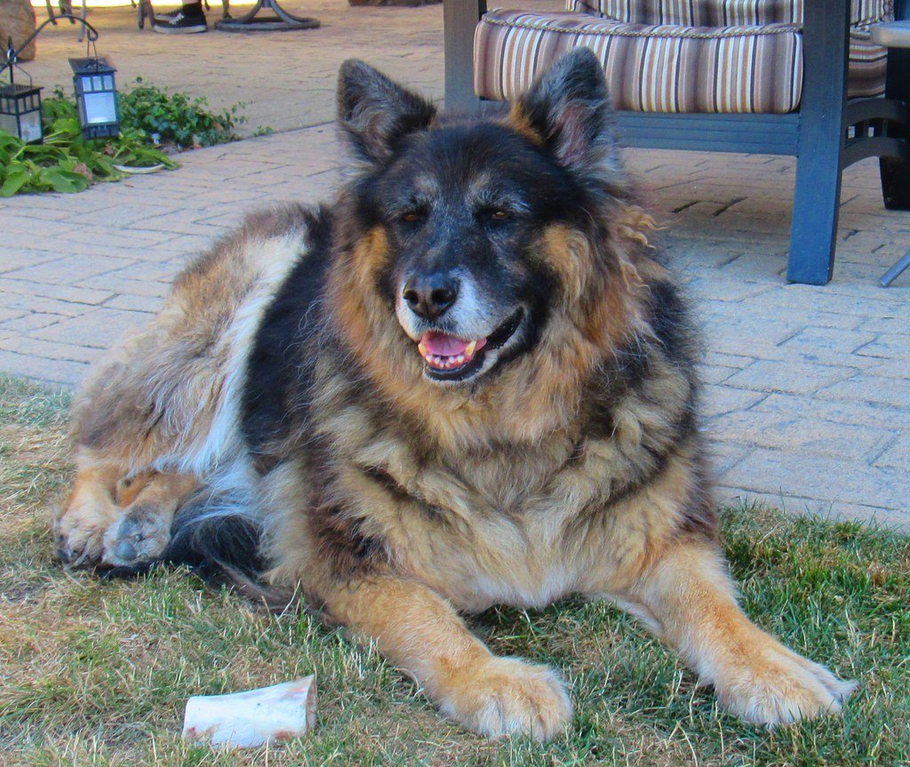 1. German Shepherd: The Powerful Guardian (image credits: flickr)