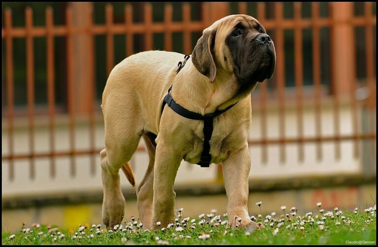 4. Mastiff: The Mountain of Muscle