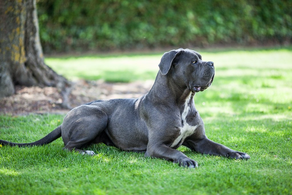 8. Cane Corso: The Italian Enforcer (image credits: flickr)