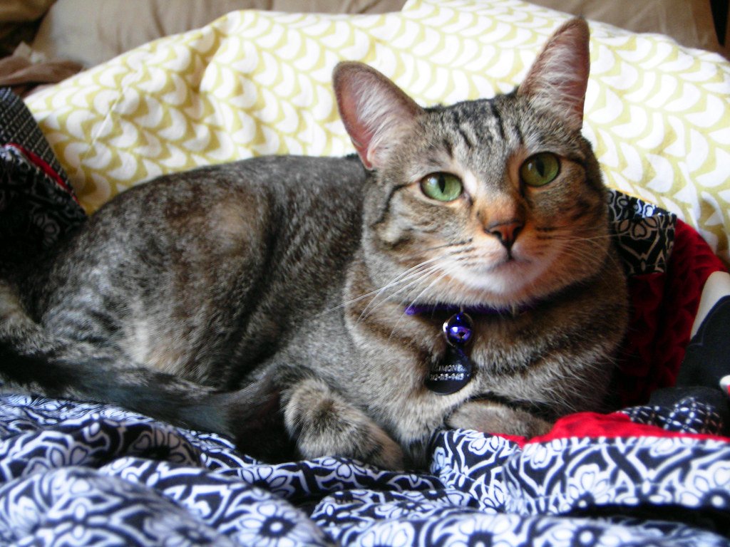 Creating Warm, Cozy Sleeping Spaces They Can Actually Reach (image credits: flickr)