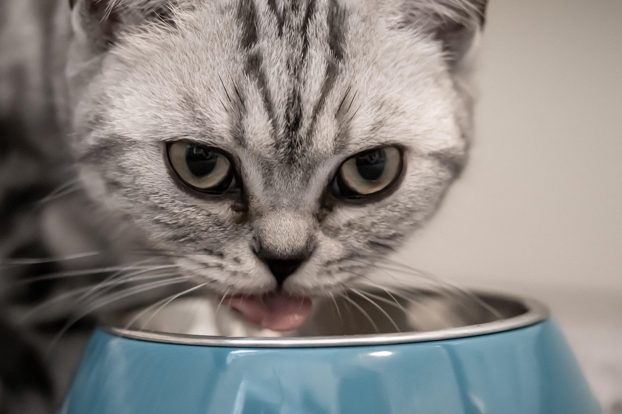 Raised Food and Water Bowls (image credits: pixabay)