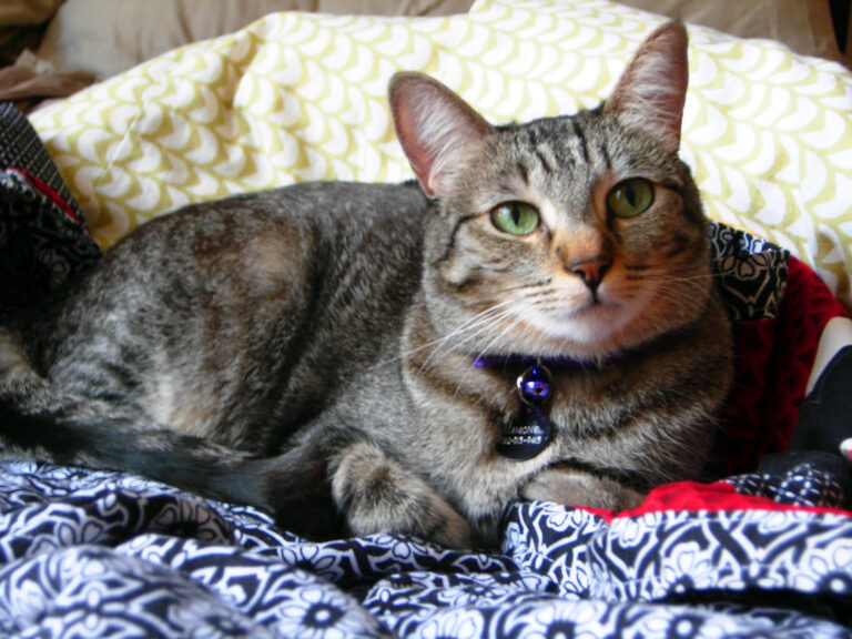 10 Simple Things Your Elderly Cat Will Always Thank You For