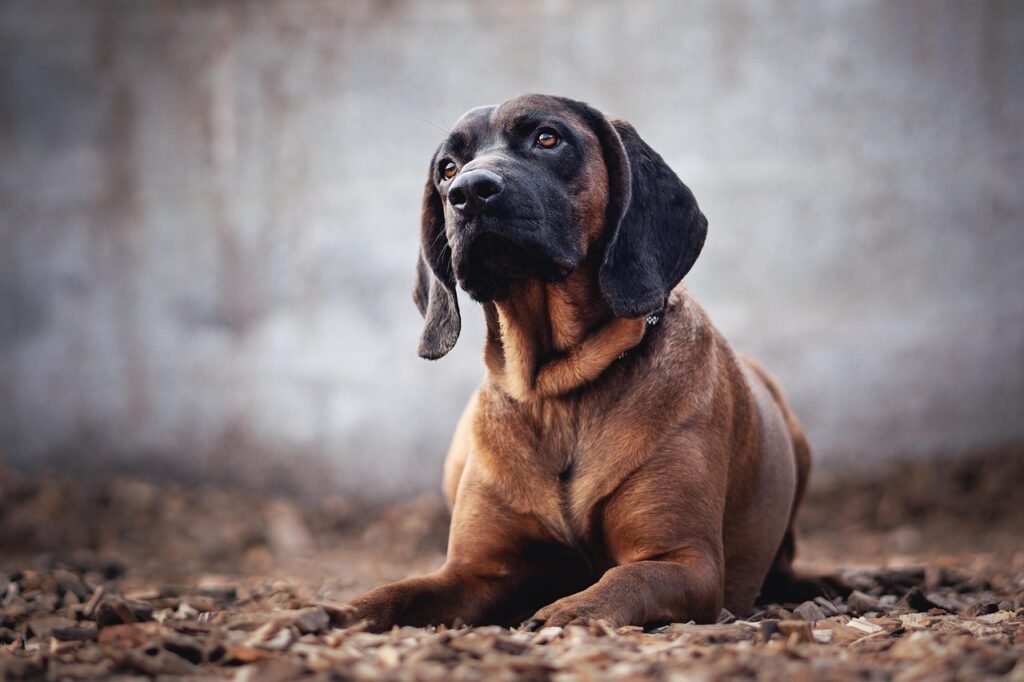 Bloodhounds – The Ultimate Scent Detectives