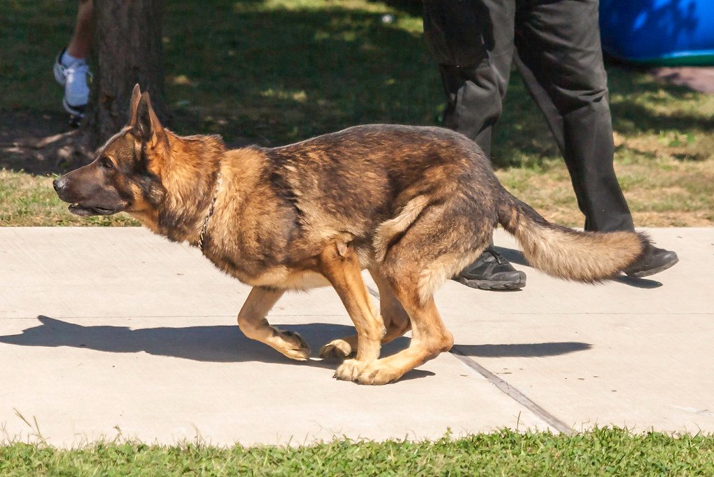 German Shepherds – The Multi-Talented Sniffers (image credits: flickr)