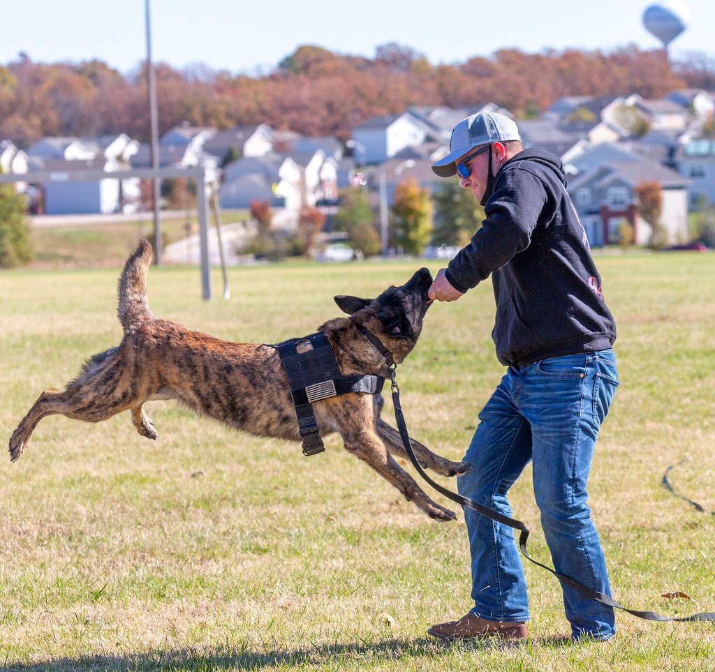 Belgian Malinois – The Military's Secret Weapon (image credits: flickr)