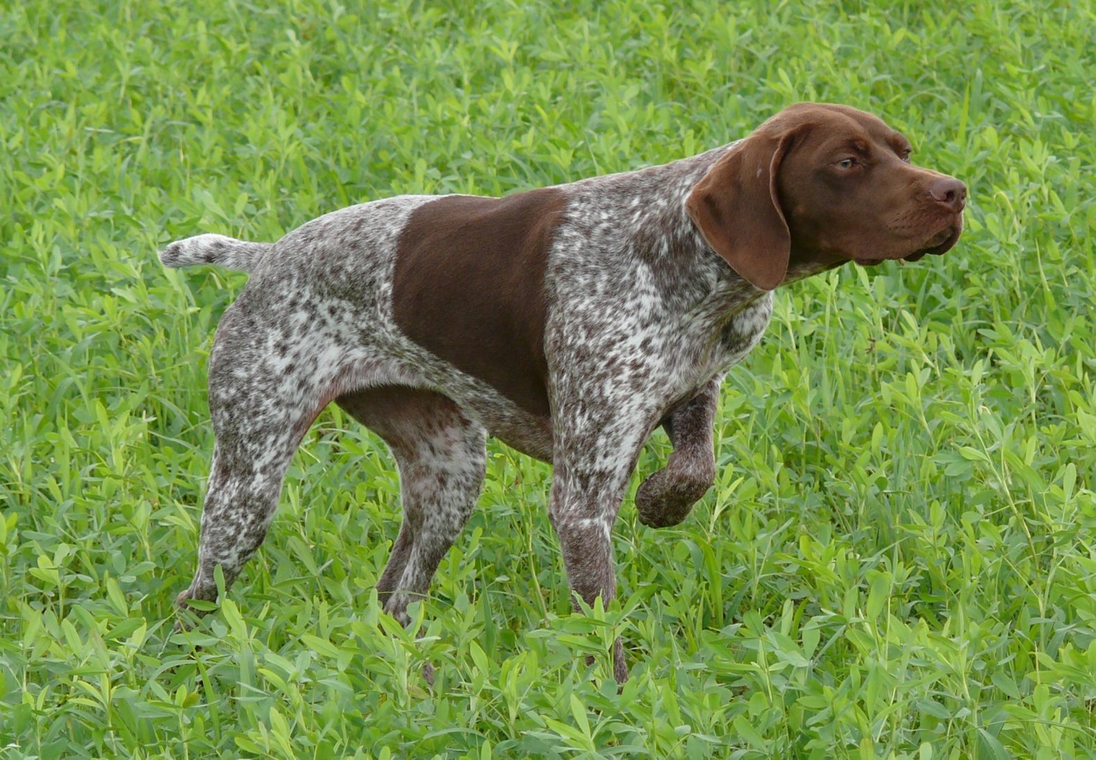 Pointers – The Bird-Finding Specialists (image credits: wikimedia)