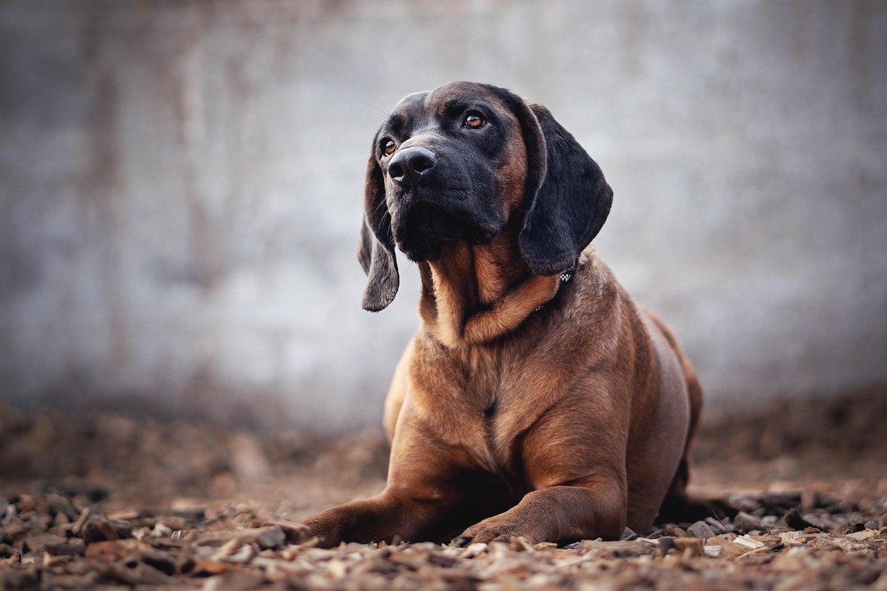 10 Dogs With The Best Sense of Smell (And 5 With Super Speed)