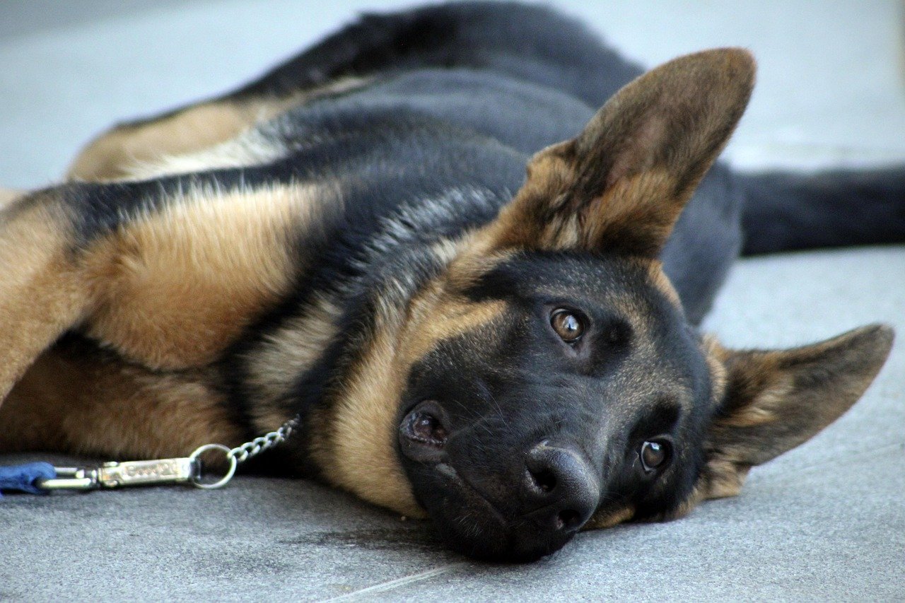 Never Use Training as Emotional Punishment (image credits: pixabay)