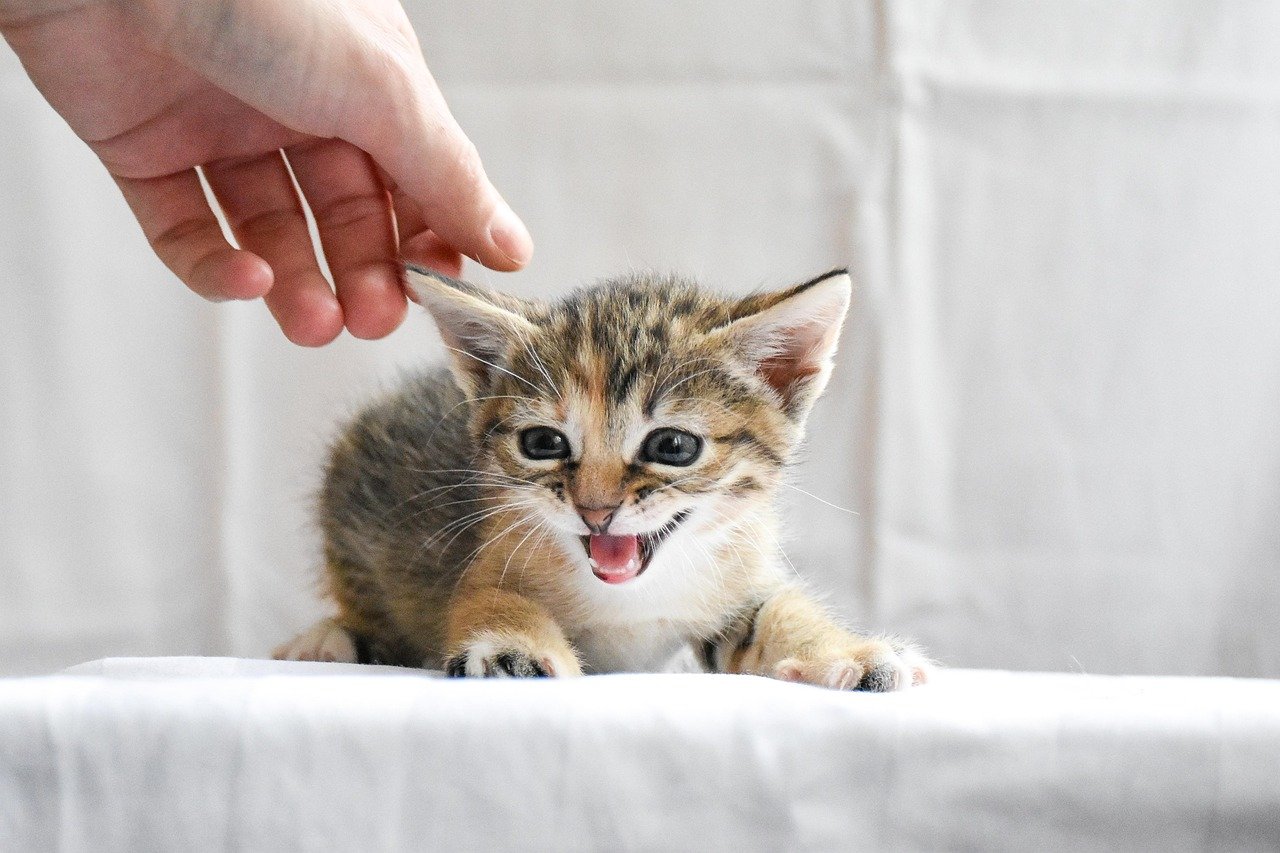 When You Approach Them with Your Hand Extended (image credits: pixabay)