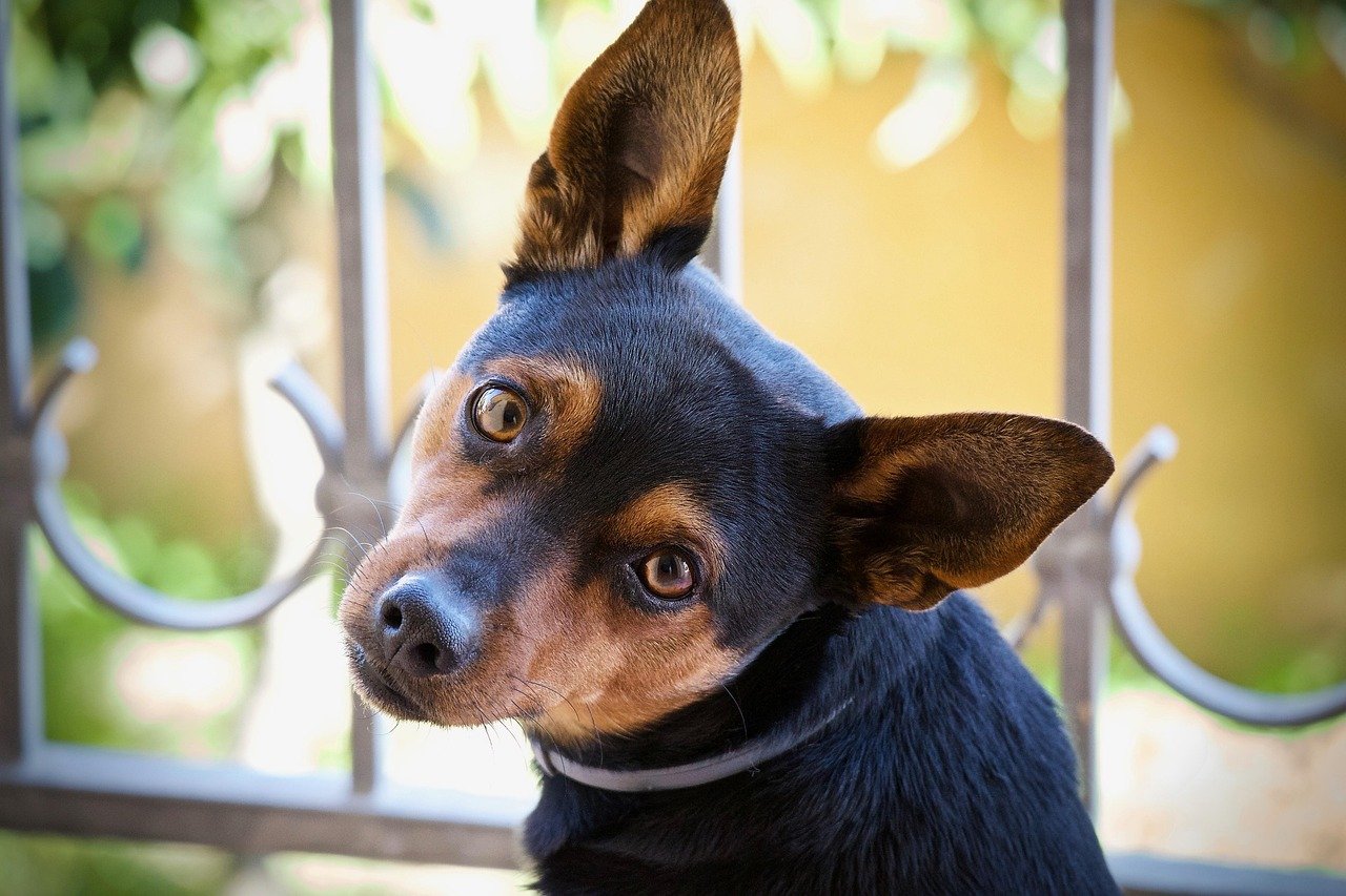Their Ears Perk Up at Sounds That Remind Them of You (image credits: pixabay)