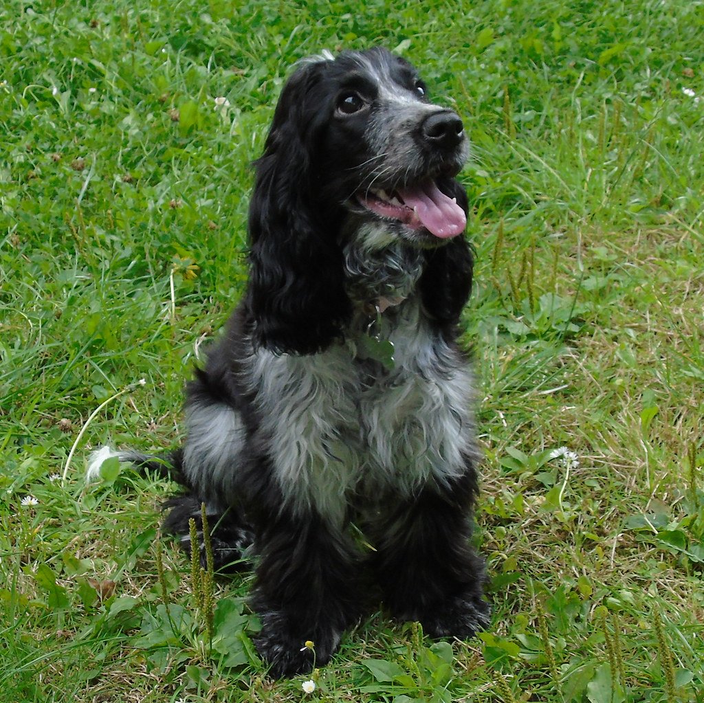 Cocker Spaniel: The Gentle Soul (image credits: flickr)