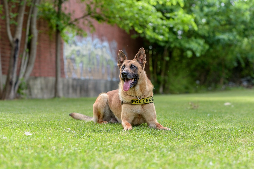 German Shepherd: The Intense Guardian (image credits: rawpixel)