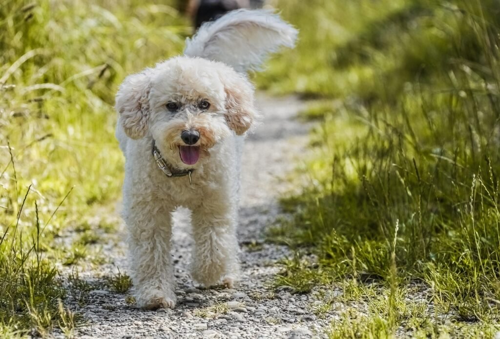 Poodle: The Intelligent Athlete