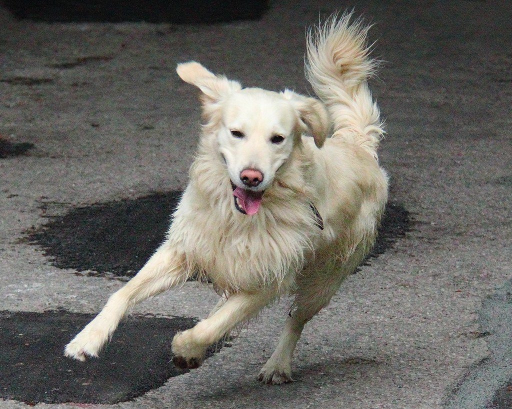 Labrador Retriever: The Classic Family Dog (image credits: flickr)