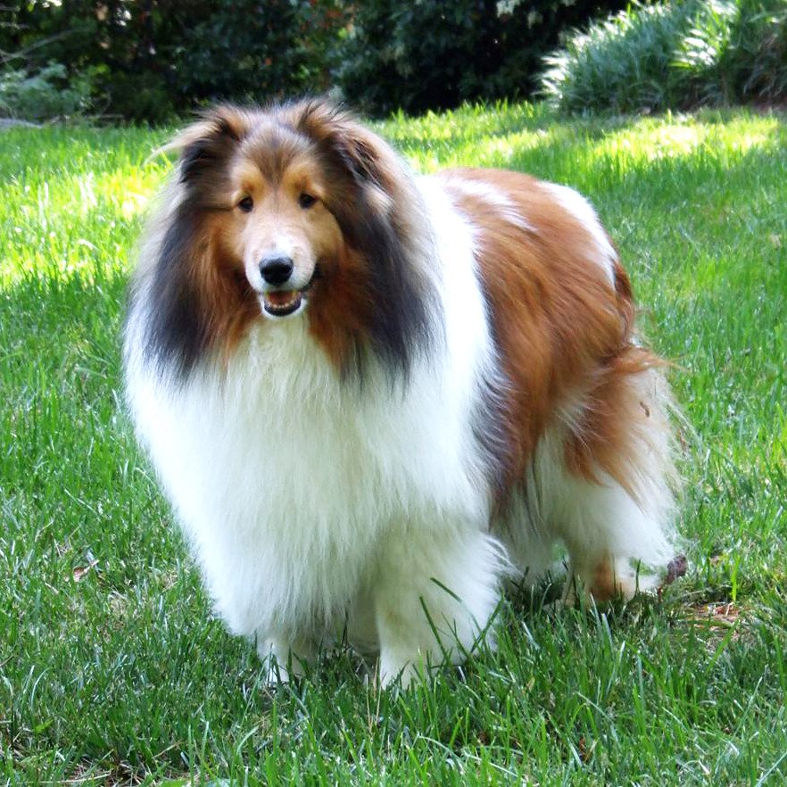 Shetland Sheepdog: The Miniature Herder (image credits: flickr)