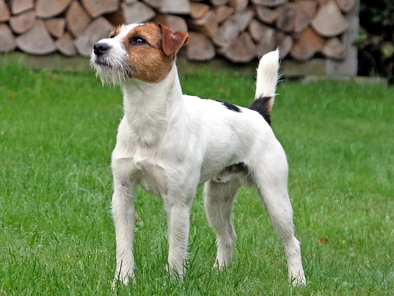 Jack Russell Terrier: The Tiny Tornado (image credits: wikimedia)
