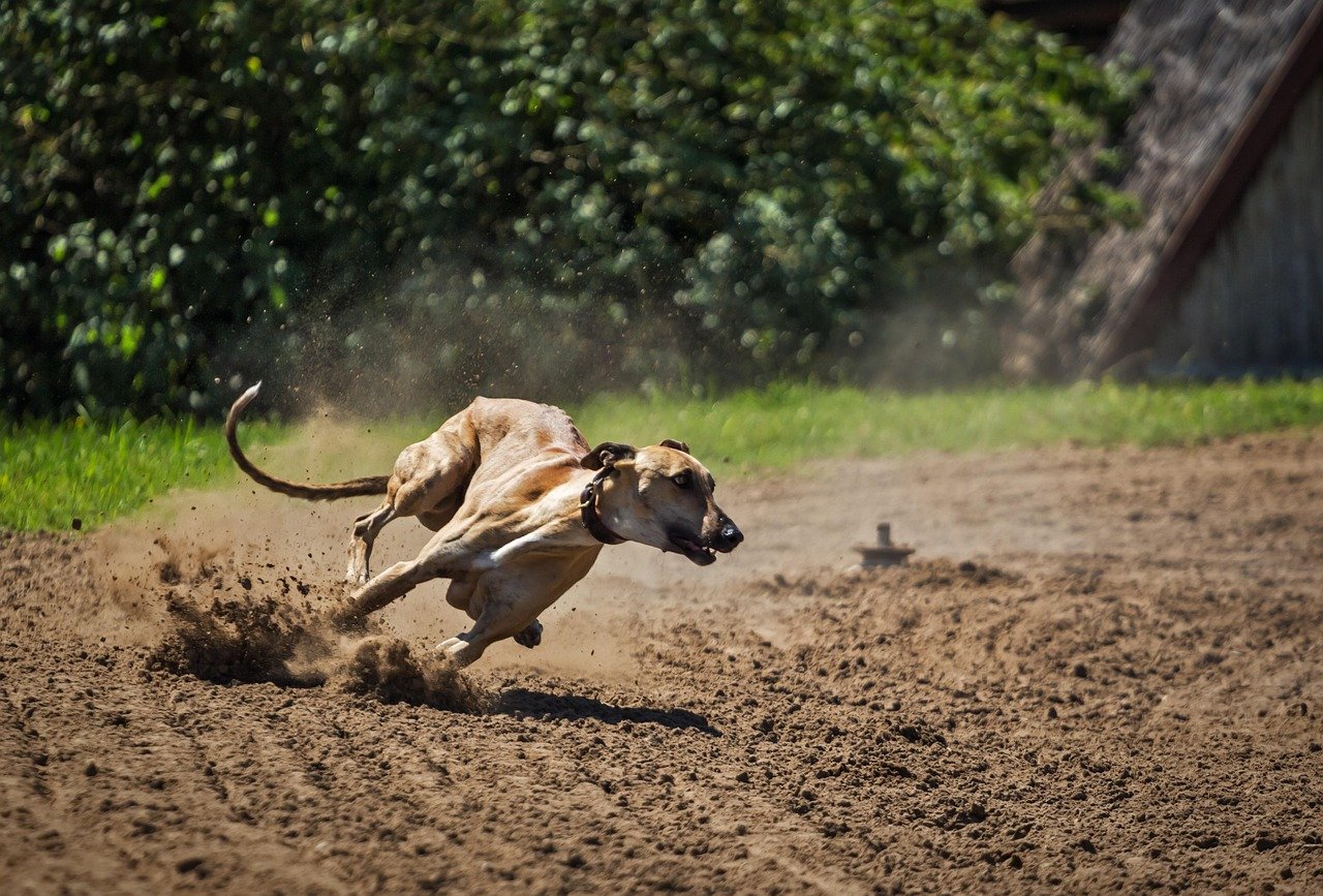 Greyhound: The Gentle Giant with a Racing Heart (image credits: pixabay)