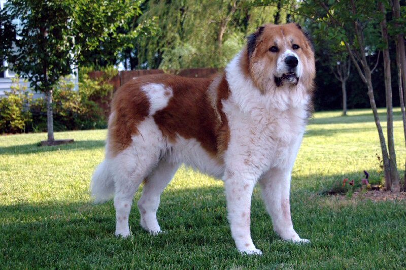 Caucasian Ovcharka: The Russian Bear Dog (image credits: wikimedia)