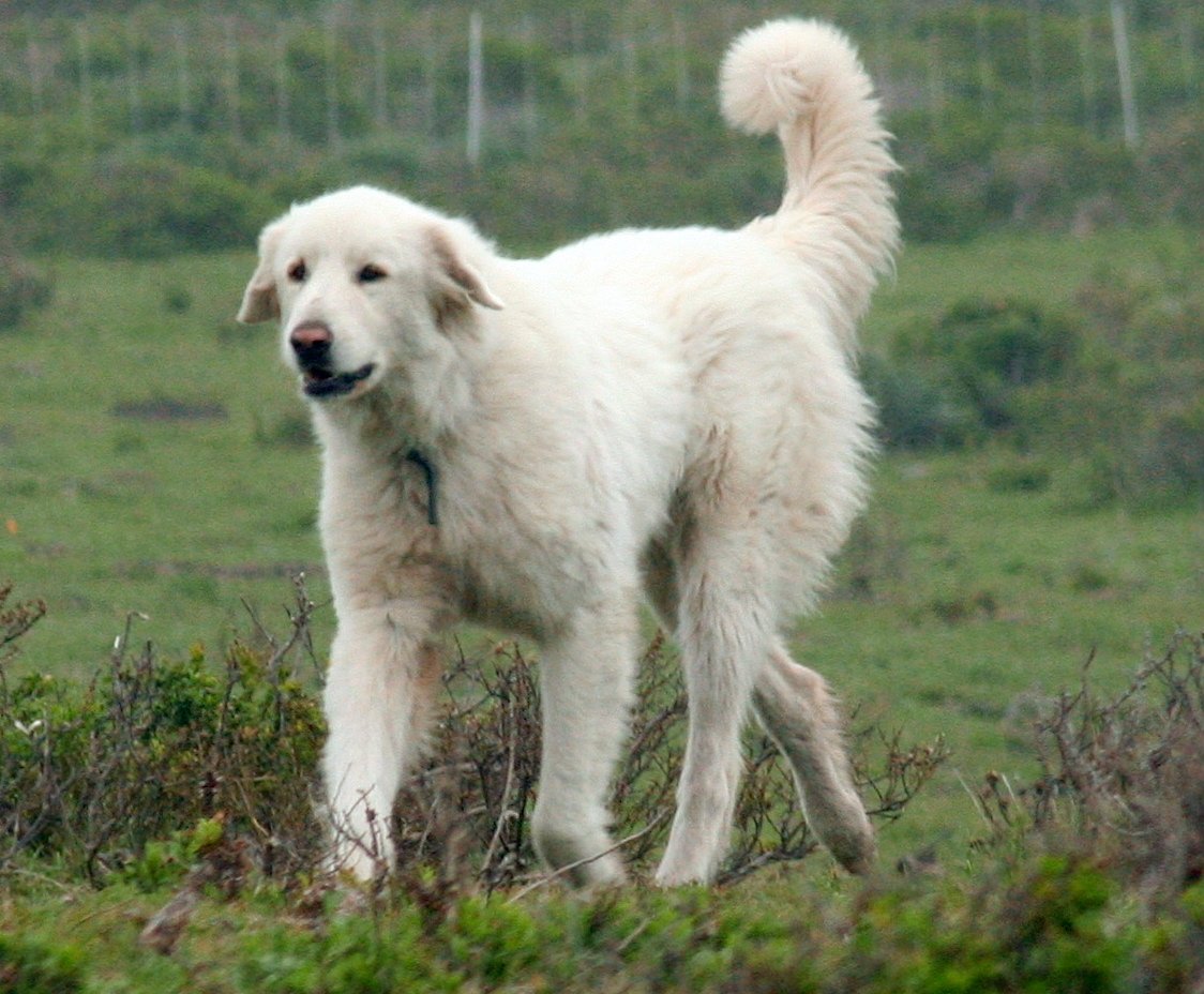 Akbash: The White Sentinel (image credits: wikimedia)