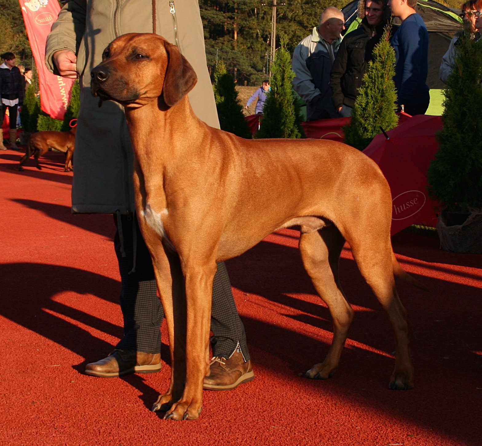 Rhodesian Ridgeback: The Lion Hunter (image credits: wikimedia)