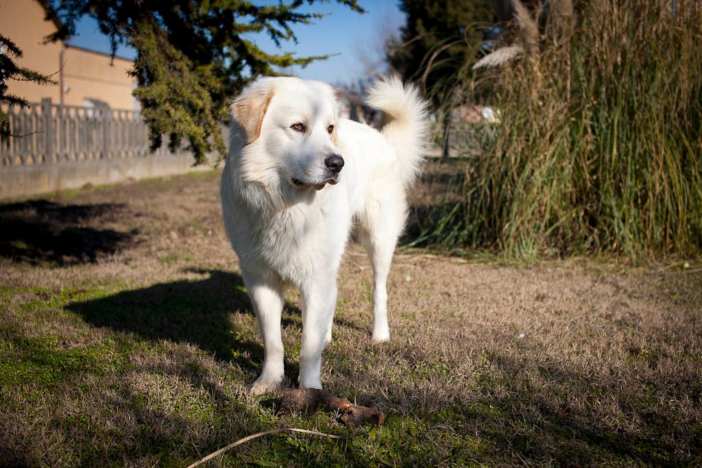 Maremma Sheepdog: The Italian Protector (image credits: flickr)