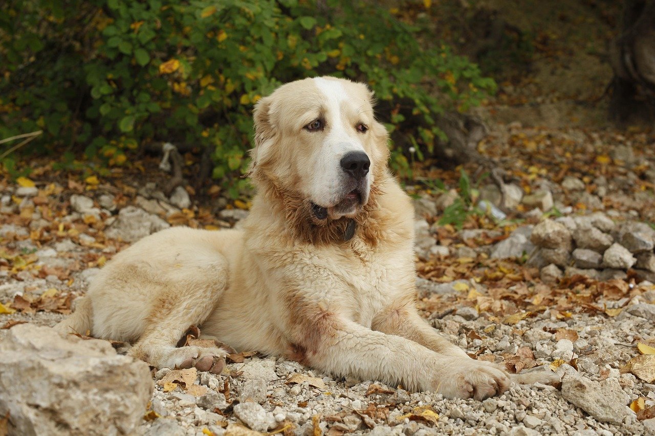 Central Asian Shepherd: The Ancient Guardian (image credits: pixabay)