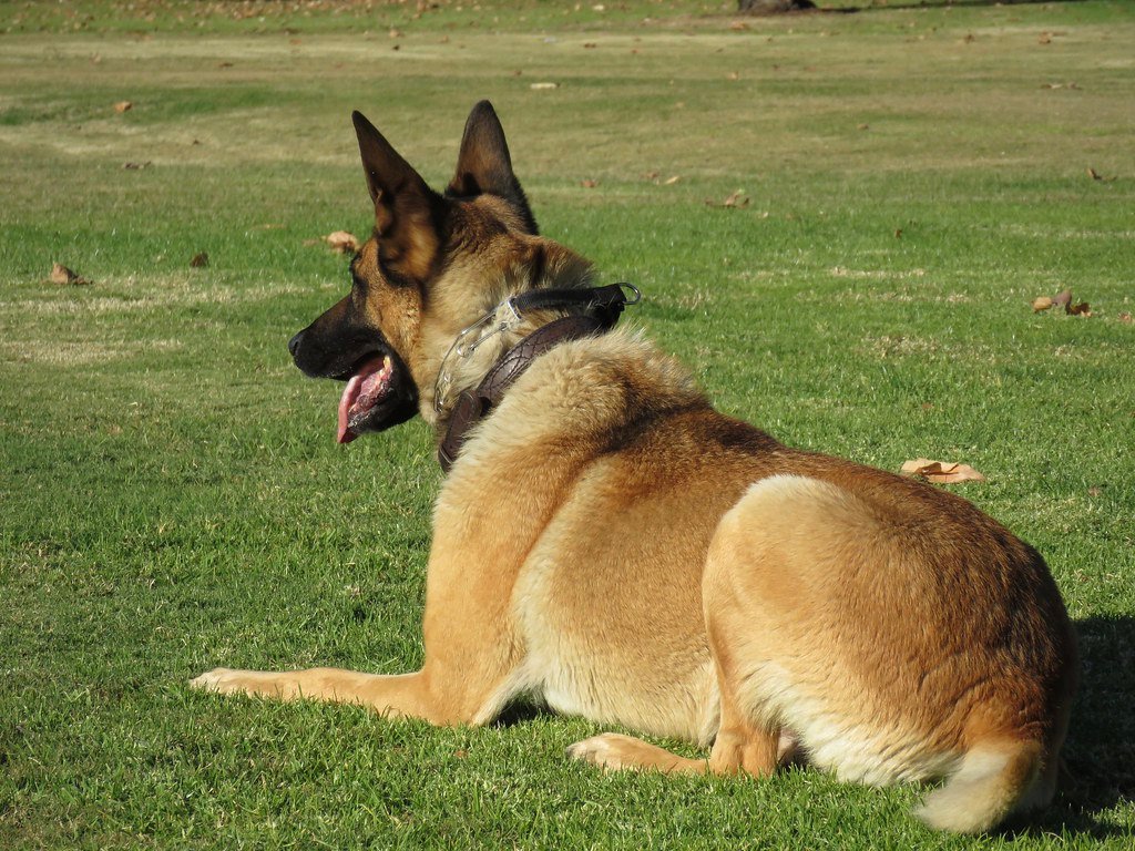 Belgian Malinois: The Tactical Guardian (image credits: flickr)